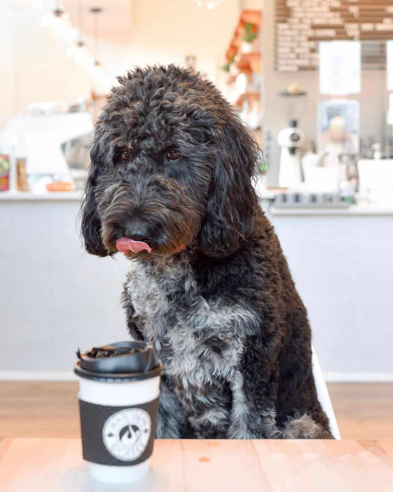 Ruff day? Don’t let the Monday blues get ya down…stop by @waterbeancoffee for a midday pick-me-up!